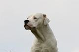 DOGUE ARGENTIN 438